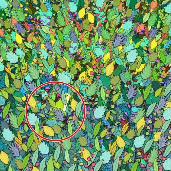 Optical illusion answer find the parrots