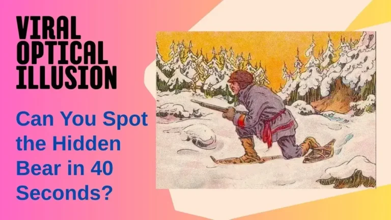 spot the hidden bear in 40 second